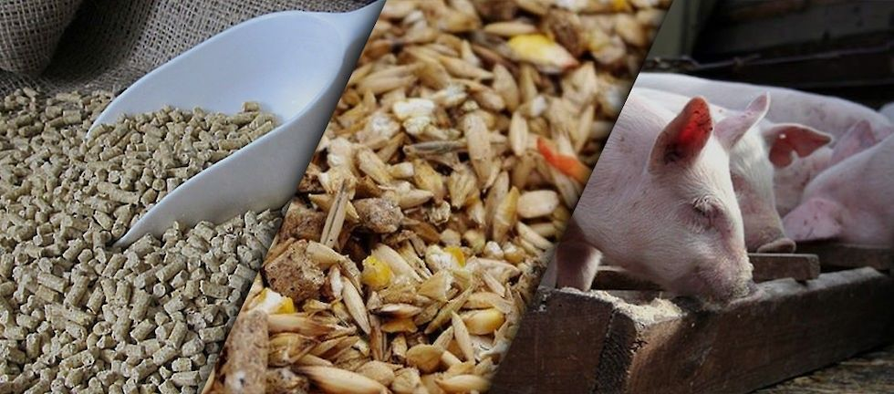 Комбикорм для свиней